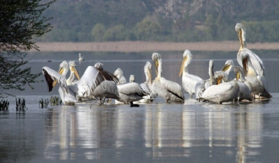 Τη Δευτέρα ολοκληρώνεται η περισυλλογή των νεκρών αργυροπελεκάνων στις λίμνες της Δυτ. Μακεδονίας