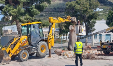 Πάρος - Παροικία: Πτώσεις μεγάλων δέντρων ευτυχώς χωρίς δυσάρεστες συνέπειες