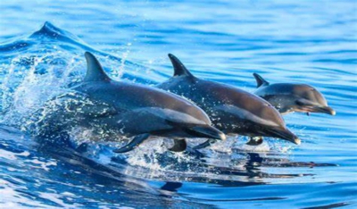 Δεκάδες δελφίνια βολτάρουν στα καταγάλανα νερά των Αλκυονίδων (βίντεο)