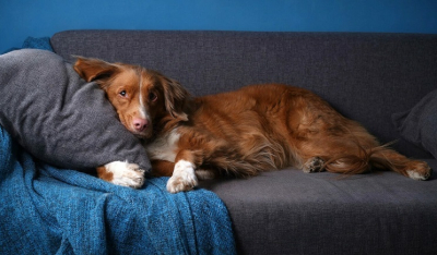 Τι πραγματικά αισθάνονται οι σκύλοι όταν μένουν μόνοι τους στο σπίτι