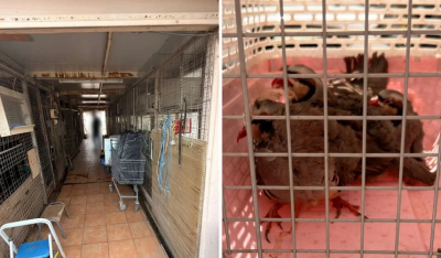 Στην πολυκατοικία που στεγάζεται ο ΕΦΕΤ στους Αμπελόκηπους είχε στήσει παράνομο μαντρί αρχιτέκτονας (Βίντεο)