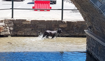 Πάρος: Το σκυλάκι που είχε κάτι από… πάπια κέντρισε τα βλέμματα! (Βίντεο)