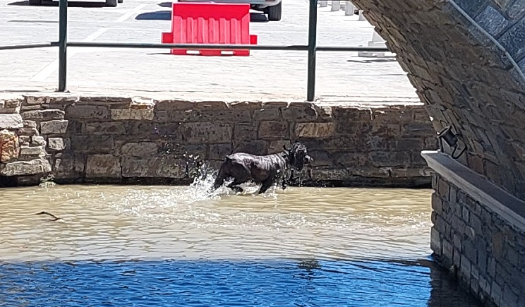 Πάρος: Το σκυλάκι που είχε κάτι από… πάπια κέντρισε τα βλέμματα! (Βίντεο)