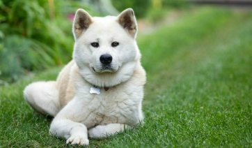 Δείτε τις φυλές σκύλων που είναι πιο κοντά γενετικά με τους λύκους- Κάποιες θα σας εκπλήξουν