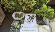 Συνελήφθη ημεδαπός για καλλιέργεια κάνναβης στη Ρόδο
