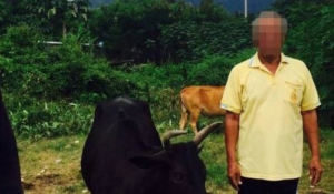 Γυμνός 68χρονος πιάστηκε να ερωτοτροπεί με αγελάδα και την γλίτωσε μόνο με 8 ευρώ