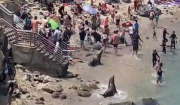 Πανικός στο Σαν Ντιέγκο: Θαλάσσιοι λέοντες βγήκαν στη στεριά και άρχισαν να κυνηγούν τους λουόμενους