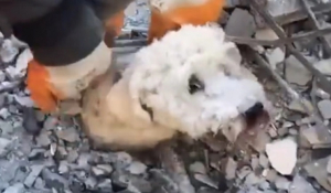Σεισμός στη Συρία: H συγκινητική διάσωση μικρού σκύλου μέσα από τα χαλάσματα
