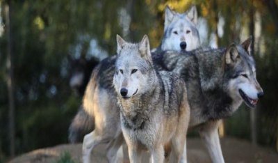 Απειλείται η Ευρώπη από τους «ραδιενεργούς» λύκους