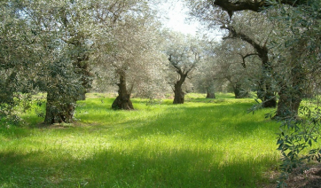 Την ανάδειξη και προστασία των αιωνόβιων ελαιοδέντρων θα επιδιώξει η Περιφέρεια