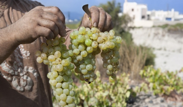 Σαντορίνη: Κορυφαία ποιότητα στα κρασιά αλλά και ιστορικά χαμηλή παραγωγή