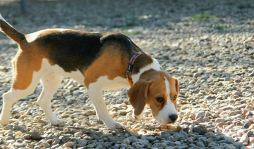 Γιατί οι σκύλοι κάνουν κύκλους πριν πάνε τουαλέτα