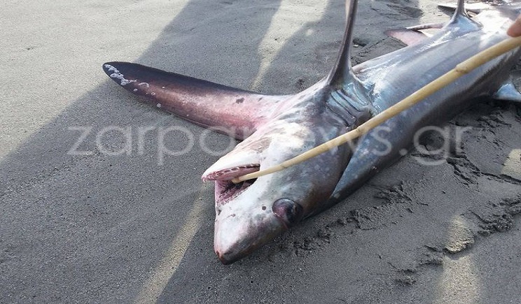 Καρχαρίας 3 μέτρα «βγήκε» στην στεριά