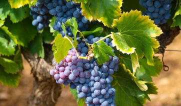 ΑΣ Πάρου: Ανακοίνωση έναρξης τρυγητού εσοδείας 2025