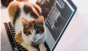 Οι λόγοι που οι γάτες αγαπούν να κάθονται πάνω στο πληκτρολόγιο
