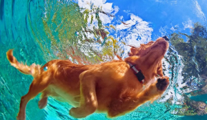 Οι ράτσες σκύλων που αγαπούν το νερό και είναι εξαιρετικοί κολυμβητές