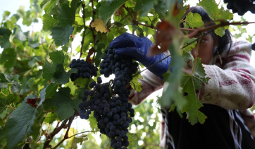 Νέα Ευρωπαϊκά μέτρα για την προστασία και την ενίσχυση του αμπελοοινικού τομέα