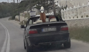 Πάρος: Παραλίγο να πιάσει το τιμόνι! Σκύλος – «οδηγός» στη Νάουσα!