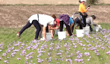 Κοζάνη: Αρχίζει η συγκομιδή του κρόκου στην Άνω Κώμη (βίντεο)