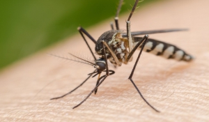 Τσίμπημα από κουνούπι: Τι να κάνετε για να διώξετε τη φαγούρα