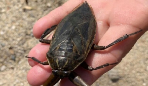 Λιθόκερος: Το δηλητηριώδες υδρόβιο έντομο εμφανίστηκε στη Λάρισα