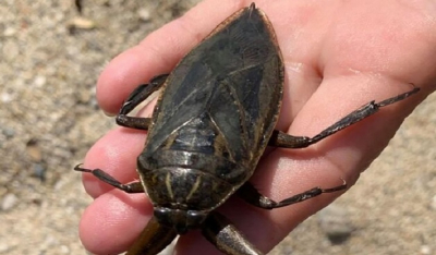 Λιθόκερος: Το δηλητηριώδες υδρόβιο έντομο εμφανίστηκε στη Λάρισα