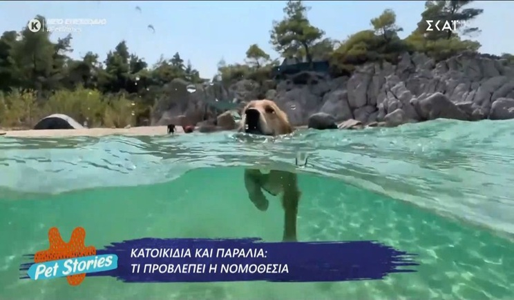 Κατοικίδια και παραλία: Τι προβλέπει η νομοθεσία; (βίντεο)