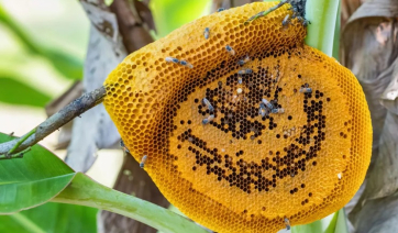 Από τη Σχοινούσα μέχρι τη Νέα Ζηλανδία: Τα πιο σπάνια μέλια του κόσμου