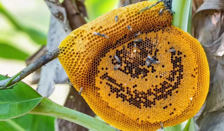 Από τη Σχοινούσα μέχρι τη Νέα Ζηλανδία: Τα πιο σπάνια μέλια του κόσμου