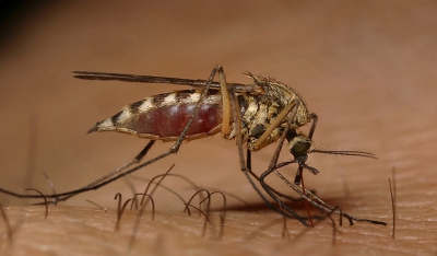 Εντοπίστηκε μεταλλαγμένη ελονοσία - απειλή για έκρηξη της φονικής ασθένειας