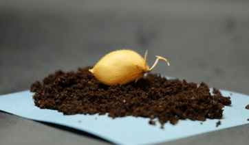 Επιστήμονες καλλιέργησαν ρεβίθια σε προσομοιωμένο σεληνιακό χώμα