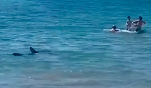 Καρχαρίας κυνηγά λουόμενους στα ρηχά παραλίας στο Αλικάντε – Δείτε βίντεο