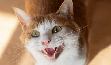 Οι γάτες μπορεί να βοηθήσουν στην κατανόηση και θεραπεία του καρκίνου του μαστού