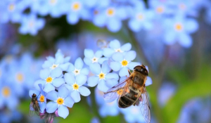 Σμήνος μελισσών επιτέθηκε σε επιβάτες ΙΧ στη Μυτιλήνη