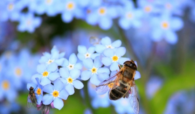 Σμήνος μελισσών επιτέθηκε σε επιβάτες ΙΧ στη Μυτιλήνη