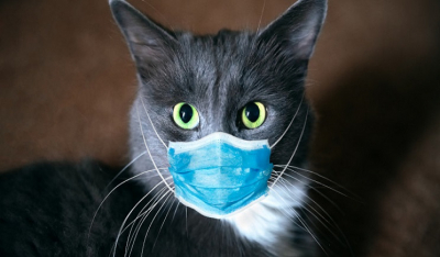 Κορωνοϊός: Θετική στον ιό βρέθηκε γάτα στην Ισπανία
