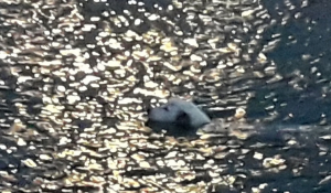 Πάρος: Τις πήρε στο κατόπι σκύλος - δεινός κολυμβητής! Κυνηγητό στη θάλασσα της Νάουσας…