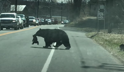 Βίντεο: Αρκούδα προσπαθεί να μεταφέρει τα 4 κουτάβια της από τη μία πλευρά του δρόμου στην άλλη
