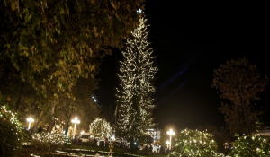 Φωταγωγήθηκε το ψηλότερο φυσικό χριστουγεννιάτικο δέντρο της Ελλάδας