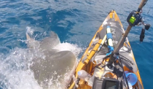 Χαβάη: Ψαράς... κλώτσησε στο κεφάλι καρχαρία - τίγρη που «σκαρφάλωσε» στο καγιάκ (Βίντεο)