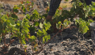 Σαντορίνη: Με ρυθμό 30 στρεμμάτων ετησίως σχεδιάζει να επεκτείνει τον αμπελώνα η ΚΥΡ-ΓΙΑΝΝΗ, έπειτα από την εξαγορά του Κτήματος Σιγάλα