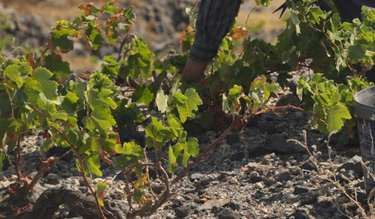 Σαντορίνη: Με ρυθμό 30 στρεμμάτων ετησίως σχεδιάζει να επεκτείνει τον αμπελώνα η ΚΥΡ-ΓΙΑΝΝΗ, έπειτα από την εξαγορά του Κτήματος Σιγάλα
