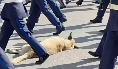Θεσσαλονίκη: Σκύλος κοιμάται στην πλατεία Αριστοτέλους και παρελαύνουν φιλαρμονικές ορχήστρες από πάνω του
