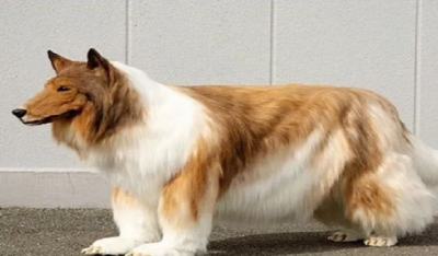 Ιάπωνας ξόδεψε 12.500 λίρες για μια άκρως ρεαλιστική στολή σκύλου – Δείτε την εντυπωσιακή μεταμόρφωση