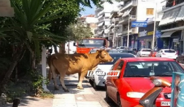 Λαμία: Η στιγμή που ο ταύρος βόλταρε στην Παπαποστόλου!