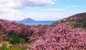 Θαλάσσιες ασθενών από Νίσυρο και Αμοργό