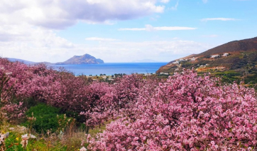 Θαλάσσιες ασθενών από Νίσυρο και Αμοργό