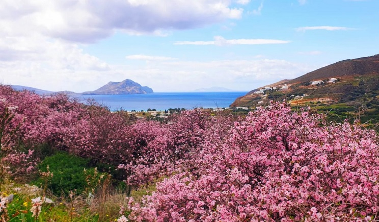 Θαλάσσιες ασθενών από Νίσυρο και Αμοργό