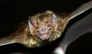 Συναγερμός στην Ινδία για τον θανατηφόρο ιό Nipah – Φόβοι για νέα υγειονομική κρίση