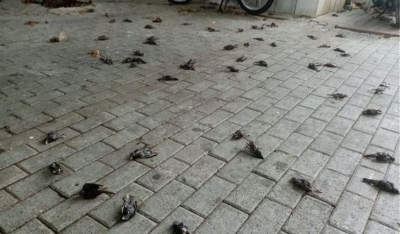 Κακοκαιρία - Εύβοια: Απίστευτες εικόνες στη Χαλκίδα με εκατοντάδες νεκρά πουλιά στην παραλία